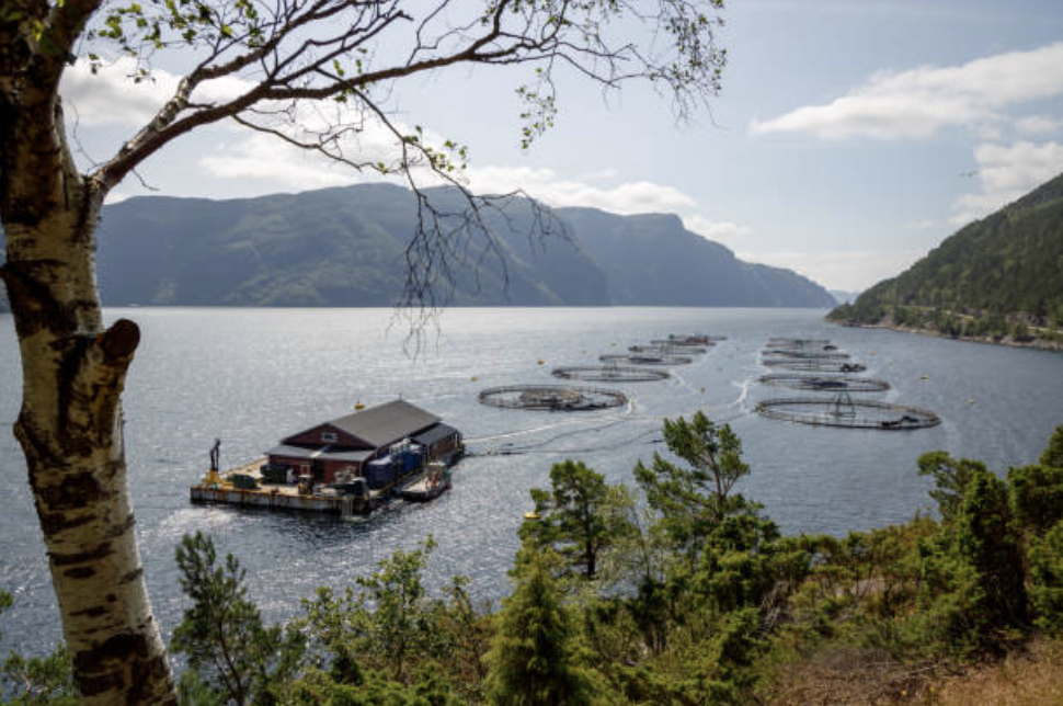 Marine fish farm with circular net pens in coastal waters